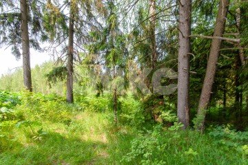 Фото №5: Земельный участок под ИЖС - Московская область Дмитровский муниципальный округ